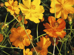 Plant Grow And Care For Cosmos Flowers