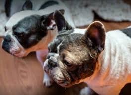 Nice smushed face perfect ears no tail beautiful shiny coat. 5 Best French Bulldog Breeders In Southern California 2021 Smiling Bulldogs