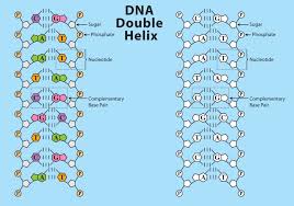 dna structure vector art icons and