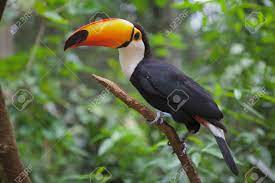 ブラジルのジャングルのオオハシ鳥の写真素材・画像素材 Image 46651824