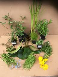 Native Pond Plants Collection