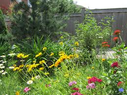 Using Wildflowers In Your Garden