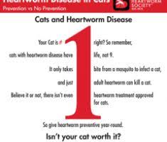 00099 1 Reason Infographic Heartworms Pinterest