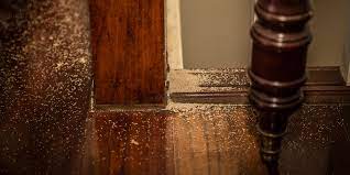 how to get rid of termites termite