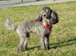 toy poodle dog breed health