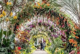 The Dazzling Annual Nybg Orchid Show