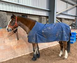 horse blanket basics when and how to