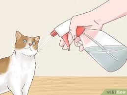 You might think your dogs or cats are the cleanest pets out there, but it could take a friend popping in to let you know there is a permanent stench of pet dander in the air in your home. How To Keep Cats Out Of Rooms 12 Steps With Pictures Wikihow