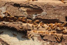 what homeowners need to know about termites