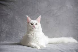 white maine cat breed info