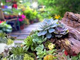 Succulent Garden Plants