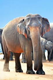 macro shot of gray elephants indian