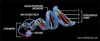 glossary dna and chromosomes