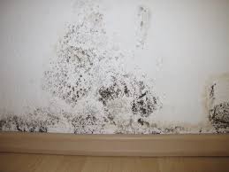 How Dangerous Is Black Mold And What