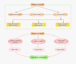 Kingdom Protista Chart Current Theory For The Origin Of