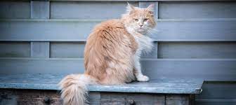 14 long haired cat breeds to love