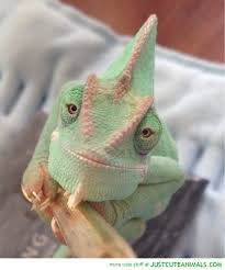 Veiled chameleon behavior and temperament. When All Is Good In Your World Smile Chameleon Pet Cute Reptiles Veiled Chameleon