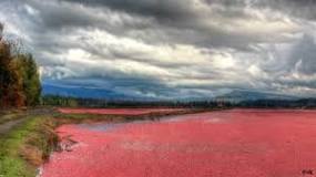 Where is the cranberry capital of the world?