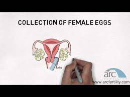ARC Fertility gambar png