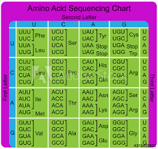 Amino Acid Sequence Chart Buy This Stock Vector And
