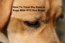 crusty or draining eyes in dogs