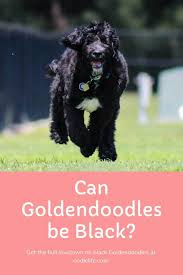 Goldendoodle puppies are also incredibly social. Can Goldendoodles Be Black Rare Black Goldendoodle 101 Oodle Dogs