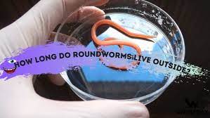 roundworms live outside the body
