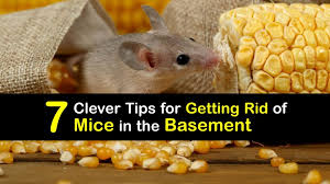 Getting Rid Of Mice In The Basement