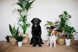 House Plants That Are Toxic To Pets