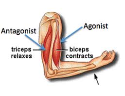 agonist antagonist muscle groups