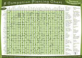 Companion Planting Chart Permablitz