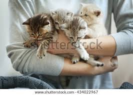 Cute kittens cats and kittens kitty cats ragdoll kittens tabby cats bengal cats munchkin kitten small kittens siamese cats. Butterfly Imagery Woman Holding Small Cute Kittens