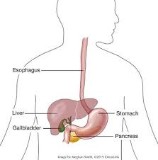 All About Gallbladder Cancer Oncolink