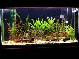 Aquarium Plants Real Or Artificial