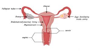 Endometriosis synonyms, endometriosis pronunciation, endometriosis translation, english dictionary definition of endometriosis. Cervical Cancer Treatment Hospital In Ahmedabad Gujarat