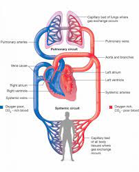 Tapi, bagaimana darah bisa bergerak di pembuluh darah dari jantung dan kembali lagi? Proses Kerja Dan Sistem Peredaran Darah Manusia