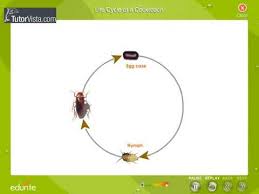 Life Cycle Of A Cockroach
