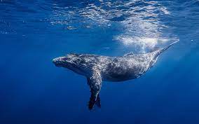 humpback whale 1080p 2k 4k 5k hd