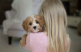 Cavapoo puppies are outgoing, playful, and lovable dogs. Bluebell Pup Cavapoochon Puppies For Sale