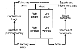 Schematically Represent Double Circulation Cbse Class 11