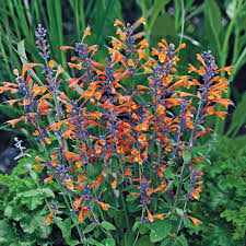 Tango Hummingbird Mint Plant For