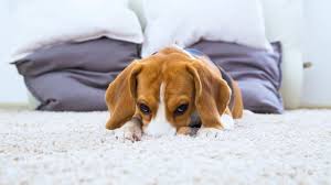 how to clean dog diarrhea from carpet