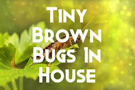 40 small brown bugs in house pictures