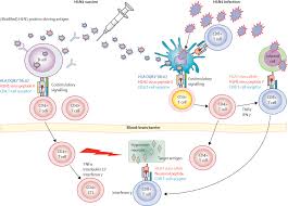 Narcolepsy As An Autoimmune Disease The Role Of H1n1
