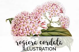 Over +68,915 downloads of royalty free beautiful flower vectors, backgrounds, wallpapers, patterns and pngs. Rogiera Cordata Graphic By Enliven Designs Creative Fabrica Flower Illustration Illustration Graphic