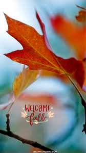 55 best fall phone backgrounds free