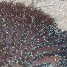 giant carpet anemone stictyla