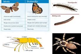 General Characteristics And Classification Of Arthropoda