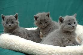 chartreux kittens