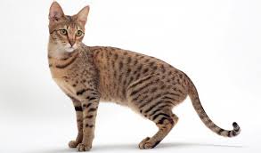 Shy, nocturnal and afraid of humans and larger predators diet: Savannah Cat Breed Information
